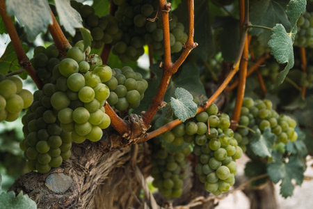Vineyard at Tambo de Tacama, Ica Peruの写真素材