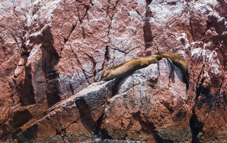 South american sea lion at Paracas National Reserve, Ica Peruの写真素材