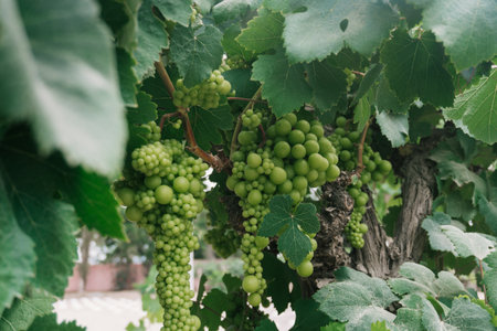 Vineyard in Tambo de Tacama, Ica Peruの写真素材