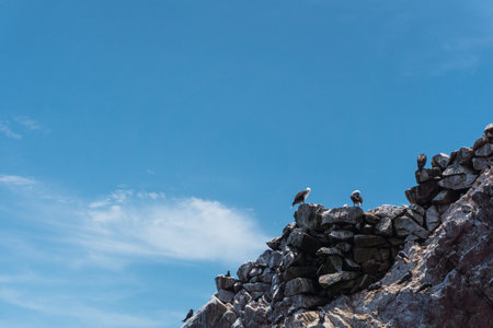 Sea bids at Ballestas Islands, a group of small islands located off the Paracas peninsulaの写真素材