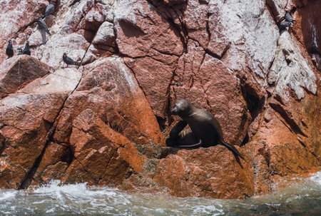 South american sea lion at Paracas National Reserve, Ica Peruの写真素材
