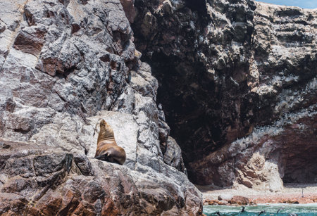 South american sea lion at Paracas National Reserve, Ica Peruの写真素材