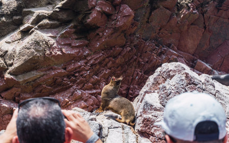 Unrecognizable people on boat sightseeing in the Ballestas Islands at Paracas, Ica Peruの写真素材