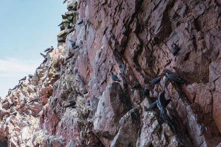 Inca Tern at Ballestas Islands, a group of small islands located off the Paracas peninsulaの写真素材