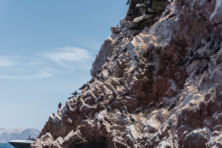 Inca Tern at Ballestas Islands, a group of small islands located off the Paracas peninsulaの写真素材