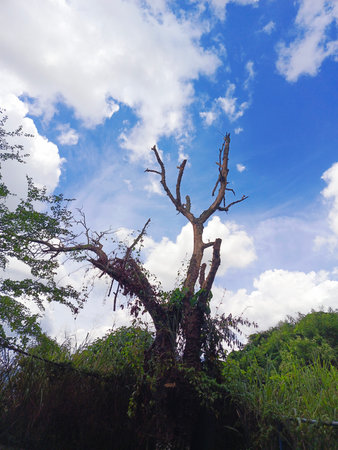 Dead tree on blue sky background, nature and environment concept, Thailand.