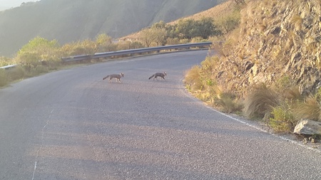 wild animals on mountain roads in Argentinaの写真素材