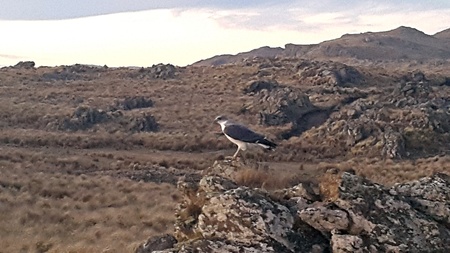 Alcon, amid the Mediterranean slopes of San Luis, Argentina, south americaの写真素材