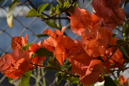 Flores Rojasの写真素材