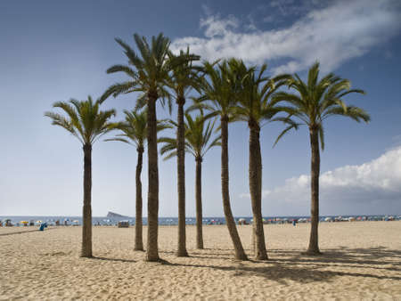 Palm trees on the beach of a tourist spanish townの写真素材