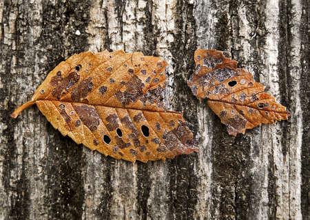Broken leaf on a wooden backgroundの写真素材