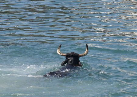 Bull swimming in the sea. Very unusual imageの写真素材