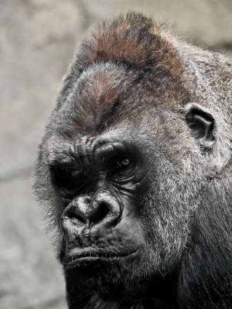 Grey gorilla portrait looking angry to the cameraの写真素材