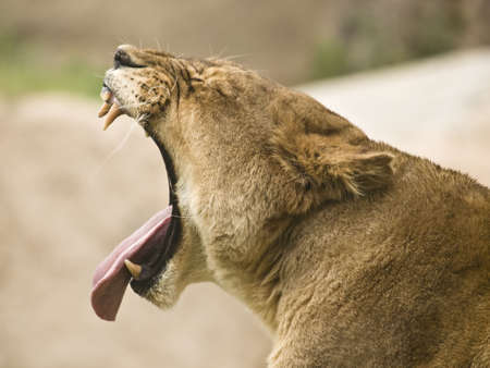 Portrait of a female lion roaringの写真素材
