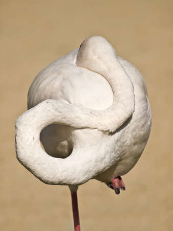 Flamingo with the head behind the plumage, standing on a sigle legの写真素材