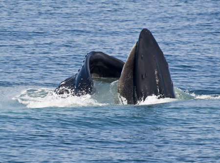 Humpback whale showing his huge mouth out of the water. Photo taken in Cape Cod, Massachusetts, USAの写真素材