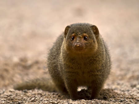 African dwarf mongoose with sand in the face after digging a hole into the groundの写真素材