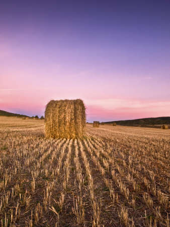 Mowed wheat field with the light of dawn. Field lines converging on a bale of strawの写真素材