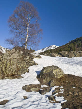 Snowy mountain landscape with a tree as main subject of the image and some rocks on the foreground. Typical winter image.の写真素材