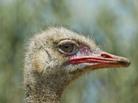 Profile Portrait of an ostrich, looking at the camera の写真素材