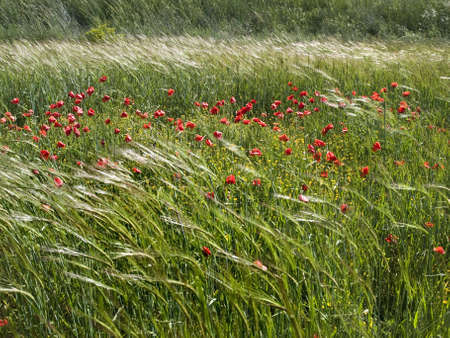 Wheat field with some poppies swaying in the breeze of springの写真素材