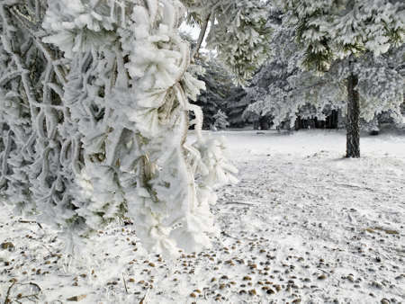 Snowy landscape, with the branches of a tree in the foregroundの写真素材