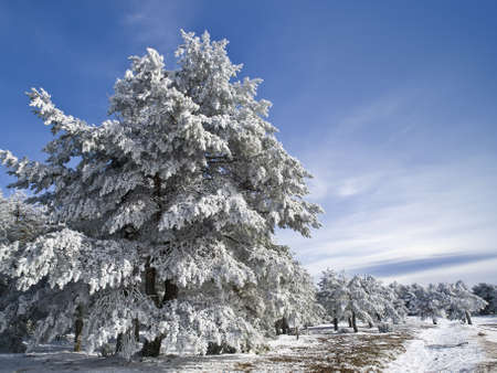 Snowy landscape with a large tree in the foregroundの写真素材