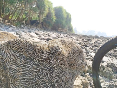 Close View of Coral Rock with Cycle Wheelの写真素材