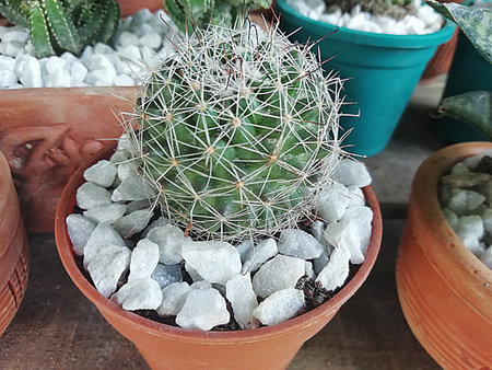 Baby cactus closeup with white stoneの写真素材