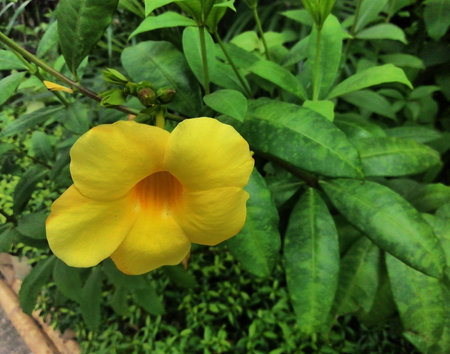Allamanda yellow flower closeup photo