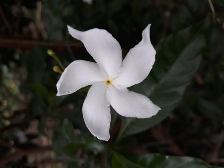 White Jasmine Flowerの写真素材