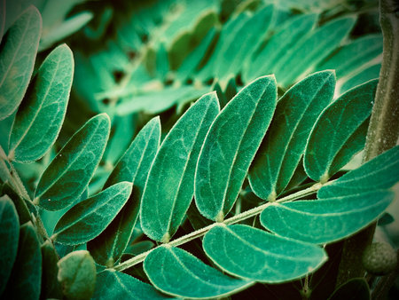 Green leaf