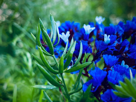 Blue flower
