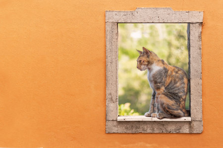 Cat looking out of the window in the orange wall. Selective focus.
