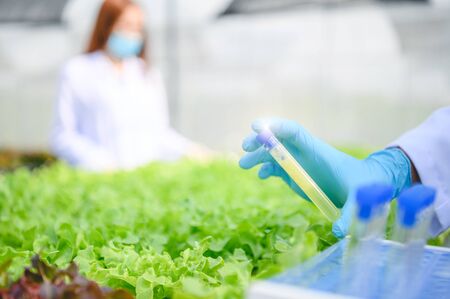 Scientist asian collecting hydroponic vegetables sample for analysis.の写真素材