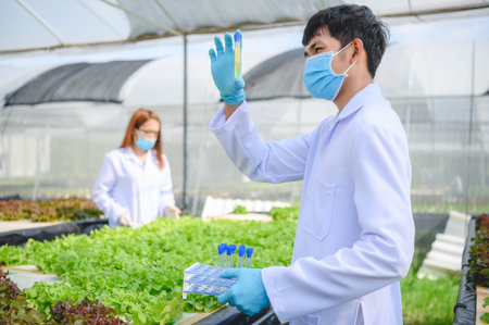 Scientist asian collecting hydroponic vegetables sample for analysis.