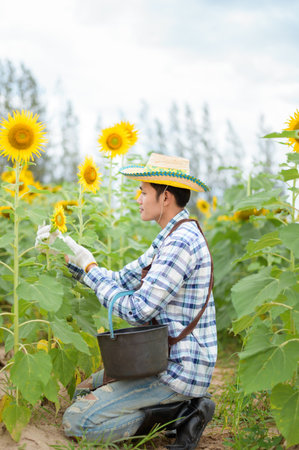 An Asian farmer is smiling happily in his sunflower field.の写真素材