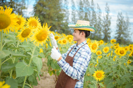 Asian farmers are using holograms Watching the development of his sunflower farm business with pleasure. Morning sunの写真素材
