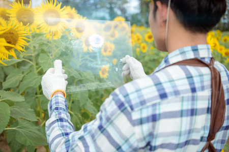 Female farmer using tablet computer in sunflower crop field, concept of modern smart farming by using electronics, technology and mobile apps in agricultural productionの写真素材
