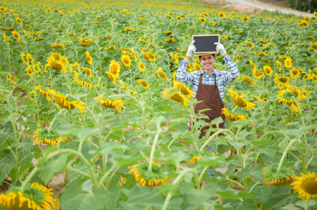 An Asian farmer is happily holding a black board on his sunflower field.の写真素材