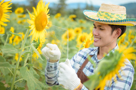 Female farmer using tablet computer in sunflower crop field, concept of modern smart farming by using electronics, technology and mobile apps in agricultural productionの写真素材