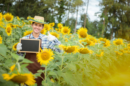 An Asian farmer is happily holding a black board on his sunflower field.の写真素材