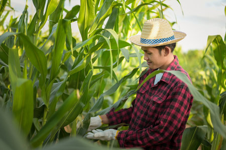 Farmer inspects what appears to be a bumper crop of corn for this year's harvestの写真素材