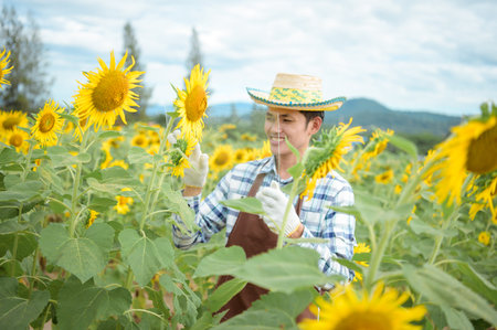 Asian farmers are using holograms Watching the development of his sunflower farm business with pleasure. Morning sunの写真素材