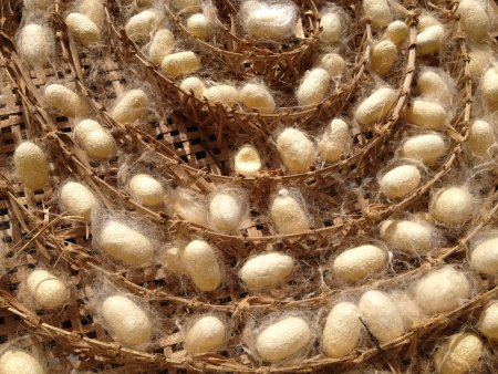 Silk Cocoonの写真素材