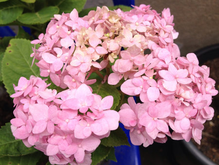 Hydrangea 