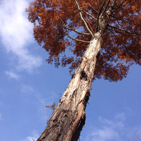 Natural background maple tree blue red