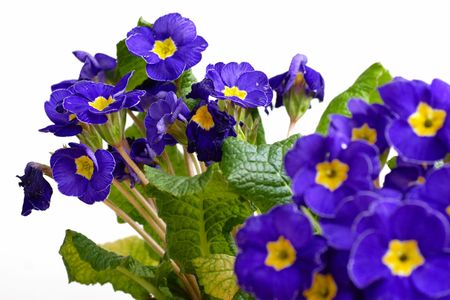 Spring flowersの写真素材