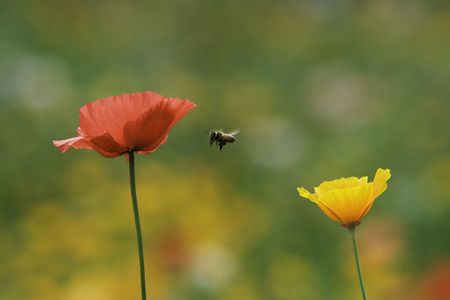 flying bee in spring の写真素材