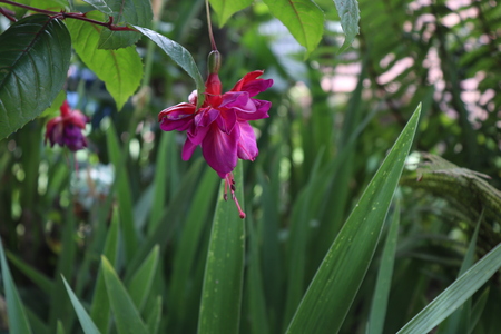 purple flower focused among the vegetationの写真素材
